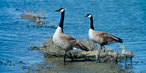 geese