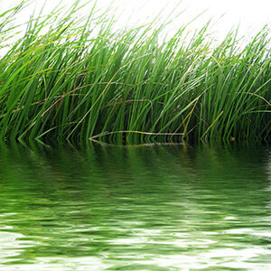 grass-water