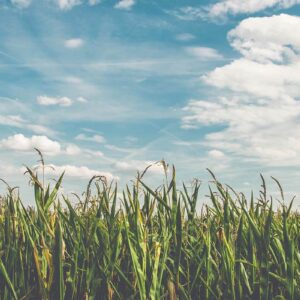 glenn-carstens-peters-IMRuLuNnFw4-unsplash