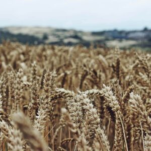 sean-paul-kinnear-ODsSG8BuPK0-unsplash