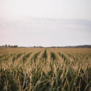 travis-essinger-oG01mozFb7o-unsplash