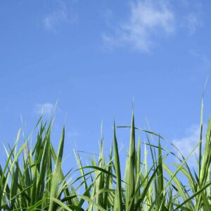 visnu-deva-WZBSRWPKBDw-unsplash