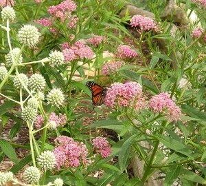 ButterflyHummingbirdMix