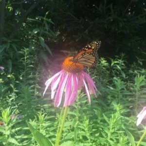 RainGardenNativeSeedMix