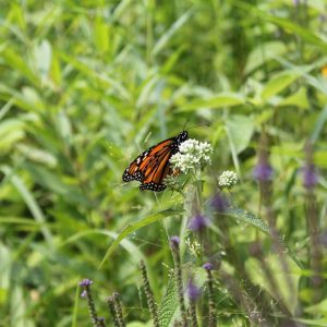 PollinatorsMonarch