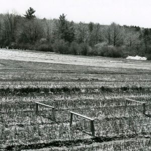 00-00-0000 Germinating seed beds in background. Seedlings in foreground. Pa. -website