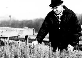 00-00-0000 Man examing tree seedlings in field. Photo by Robert Mills