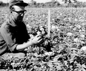 00-00-0000 Man sitting in field examining a plant. Photo by Robert Mills