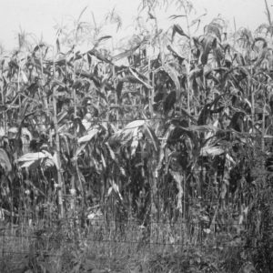 00-00-0000 Mark Spray standing in corn field-001-Photo by Robert Mills