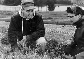 00-00-0000 Two men examining tree seedlings in field. Photo by Robert Mills