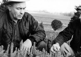 00-00-0000 Two men kneeling in field examining tree seedlings. Photo by Robert Mills