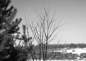 00-00-0000 View of Tree farm. Photo by Robert Mills