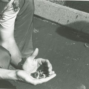 00-00-0000 Wildlife officer holding a baby bird in hands-website