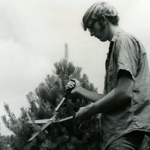 00-00-0000 Young man trimming a pine tree-website