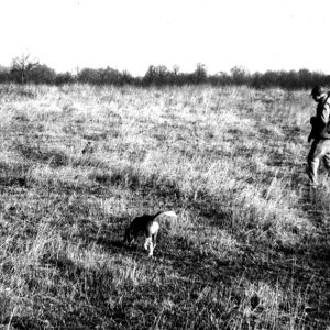 00-00-1967 Brushy fence rows are excellent places to look for rabbits and other small game-website