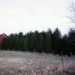 02-00-1983 Unidentified pine windbreak-website