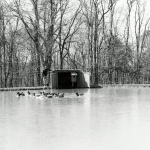 02-15-1981 Duck Box with predator protection. Gunthes Meise Pond-website