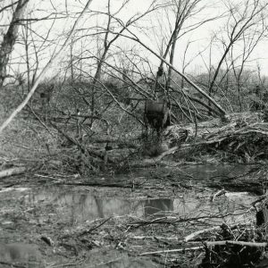 03-87 Bio-engineering using existing vegetation&soil to cutoff old oxbow, Ferguson Farm-website