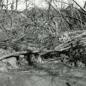 03-87 Oxbow on Blackfork cut-off using bio-engineering techniques & soil (Boxelder trees)-website