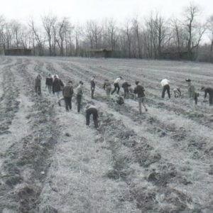 04-08-1967 Tree Planting #2-0001