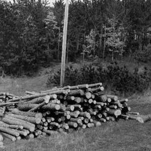 04-10-1967 Cyruss Reeder Farm. Red Pine thinning to be marketed as posts-website