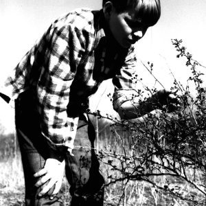 04-13-1976 H.Cox Boy Scout Troop 118 examines multiflora rose fruit available for birds Don Robinson farm-website