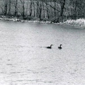 04-16-1985 Geese on lake. A Goetti Farm, Monroe Twp-website