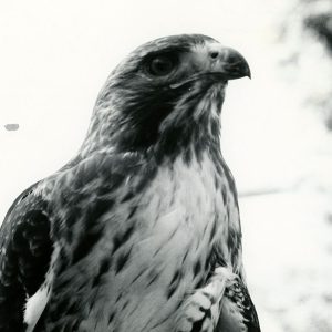 05-05-1973 A Red-Tailed Hawk at Huston State Park Woods-website