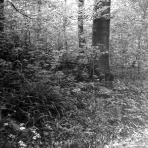 05-10-1965 woodland scene #1-website