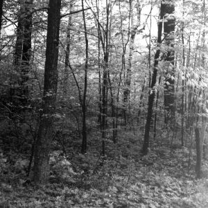 05-10-1965 woodland scene #2-website