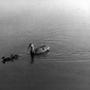 06-13-1957 Female Mallard Ducklings-Lloyd Volk pond at Chatfield (photo by R. Simcox)-website