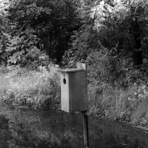 06-13-1957 Fred Gehret farm Wood Duck box on pond (photo by R. Simcox)-website