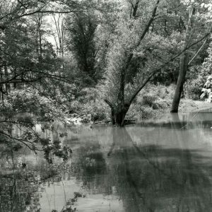 06-14-1984 Live brush growing on sediment bar in Black Fork Creek channel. Butler Twp.-website