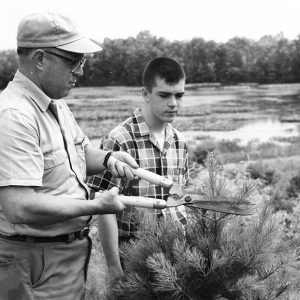 06-20-1963 White Pine Christmas tree shearing, John R. Hattery property,Weller Twp-website