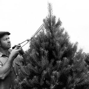 06-21-1971 Harry Ferguson shearing Christmas trees (Scotch Pine)-website