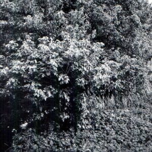 06-28-1962-Marsh Run 2- SE from David Rd. bridge near Avon Clevinger Rd-.0001