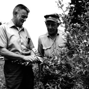 06-29-1971 Richard Keys and William Enderby examine Autumn Olive windbreak – planted 1969-website