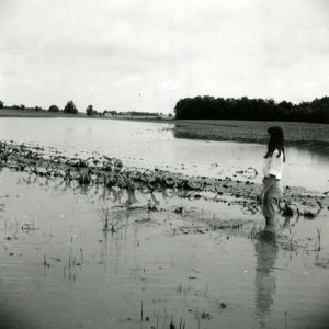 07-05-1969 Bonnie Mills observes corn underwater on Hazel Brush Road east of Plymouth,OH after July 4 flood-website