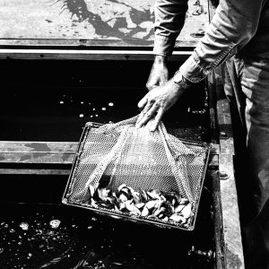 07-11-1957 George Griffith-Delivery of fish from U.S. Fish & Wildlife Service-website