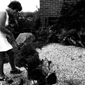 07-15-1975 Mrs. Jane Metzger examines her unusual ornamental planting-0001