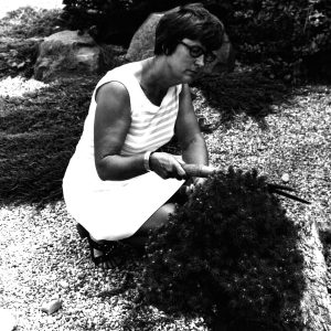 07-15-1975 Mrs. Jane Metzger pruning an evergreen in Japanese rock garden #2-0001