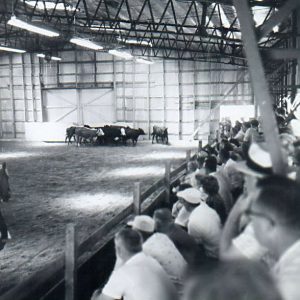 07-30-1963 Beef Judging-0001