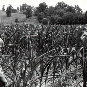 08-04-1966 Tod Mills-drouth (drought) in corn in Kentucky-photo by R.Mills-website