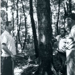 08-1-1963. Three men looking at a tree-website