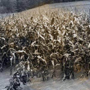 09-14-1979 Flooded corn field from 6 inch rain on Possum Run Rd-website