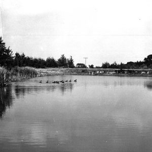 09-20-1964 Canada geese at Rural Life Center farm pond (photo by R. Mills)-website