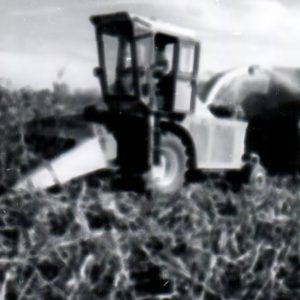 10-00-1970 Chopping Field Corn #1-website