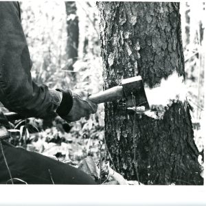 10-26-1974 Tod Mills is shown as he frilled a cull wild Black Cherry in a timber stand improvement project-0001