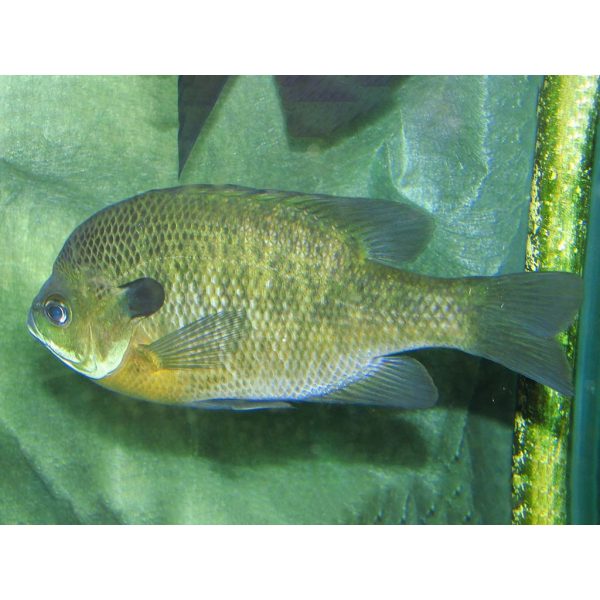 Bluegill