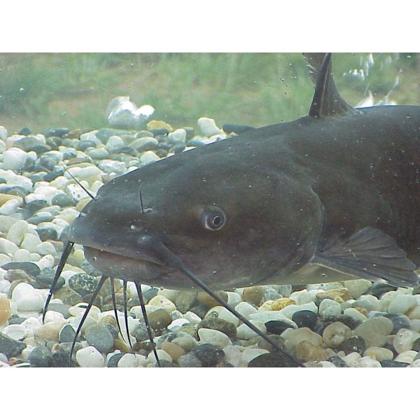 Channel Catfish